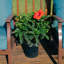 Costa Farms Indoor Hibiscus Bush Grower's Choice Color House Plant in 10-inch Nursery Pot