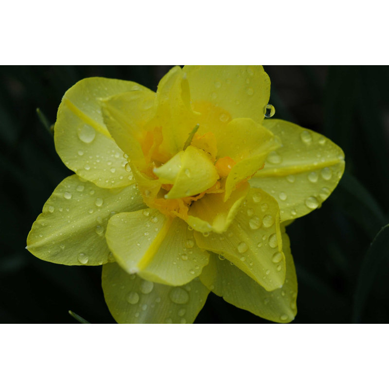 Décalcomanie murale fleur, 48 po x 72 po