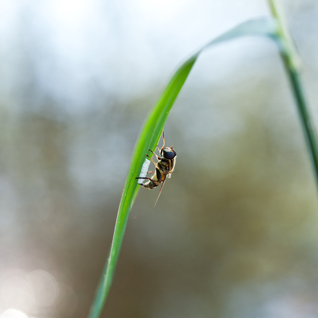 Wybolt Schwebfliege Eierlegend von Lensblur - Leinwandfoto im Wickel