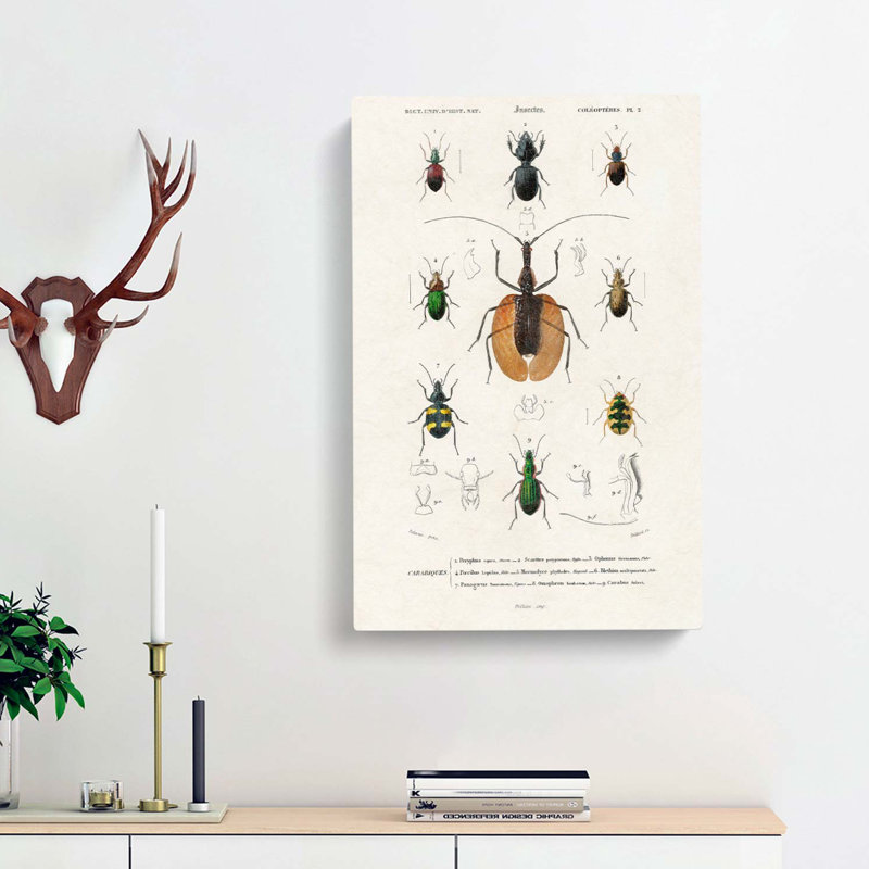 Beetle Illustrations PL. 2 by Charles D' Orbigny - Wrapped Canvas Painting, 60cm H x 40cm W x 3cm D