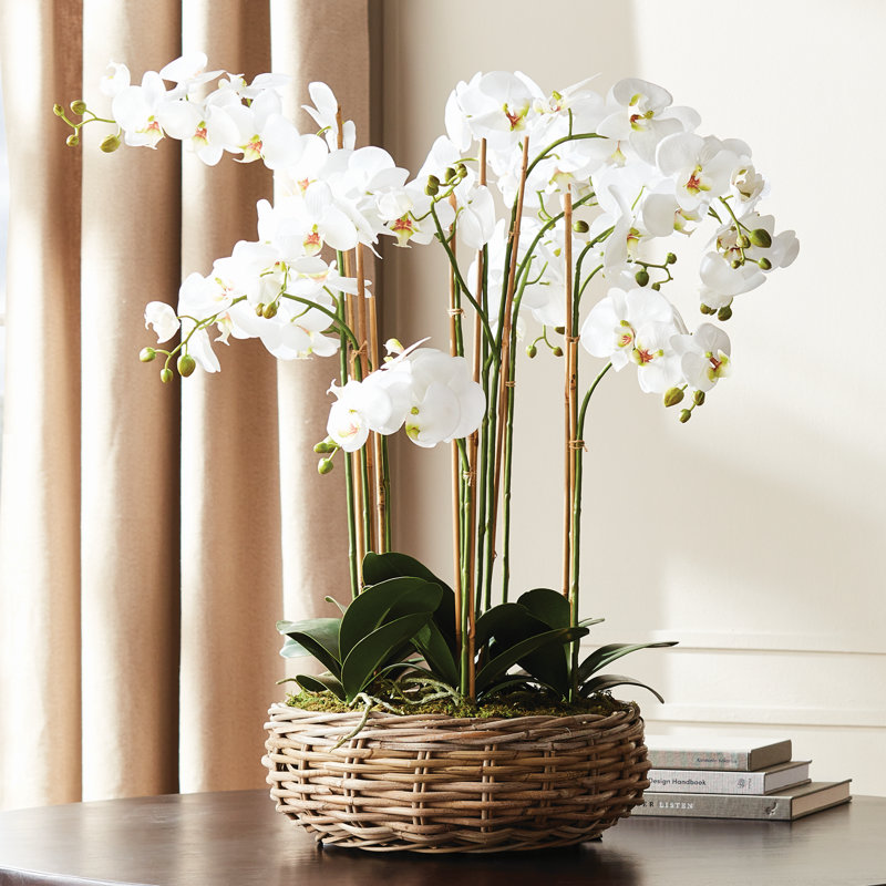 Arrangement d'orchidées, H 14,9 po x l 36,2 po x P 9,4 po