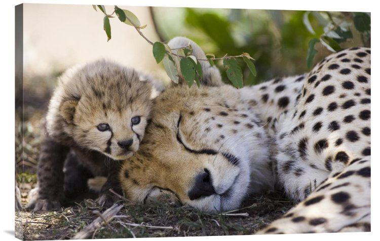 " Cheetah Mother And Seven Day Old Cub " East Urban Home 