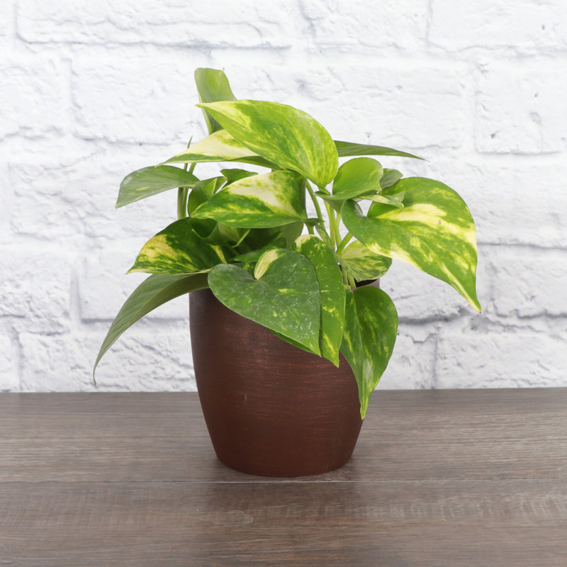 Live Golden Pothos Plant in Classic Pot, Copper