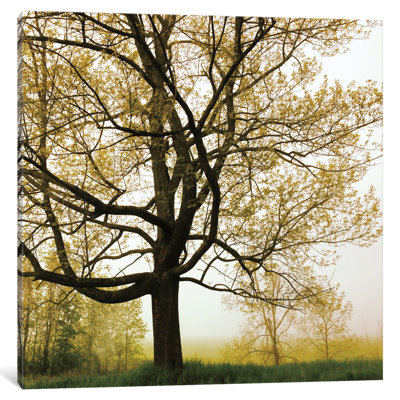 " Morning Tree "