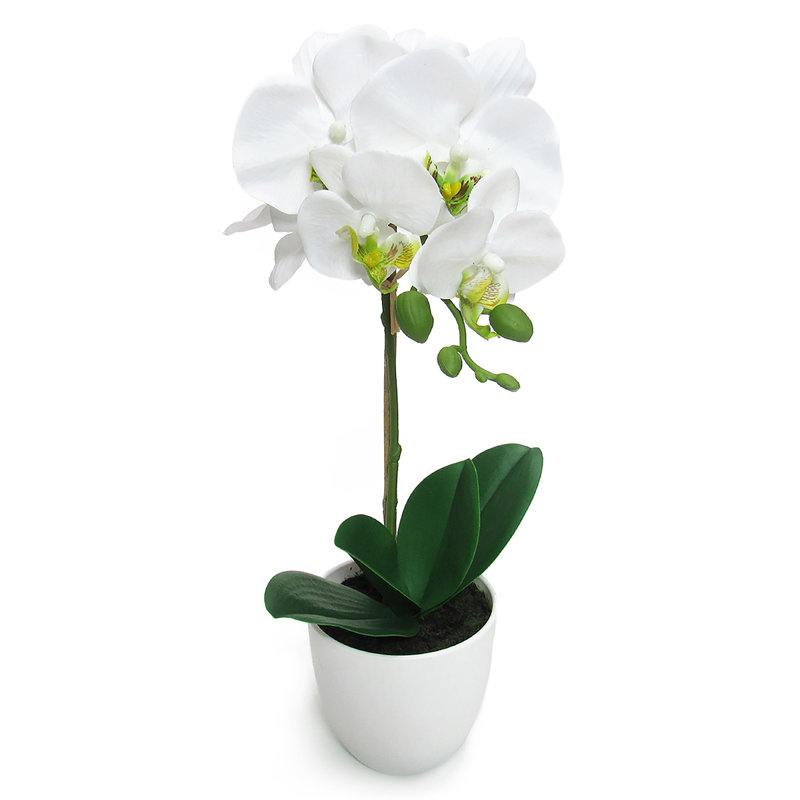 Centres de table orchidées phalaenopsis en pot, Blanc/vert, H 13 po x l 7,5 po x P 5 po