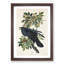 Raven by John Audubon - Picture Frame Painting Print-55601490-55601491