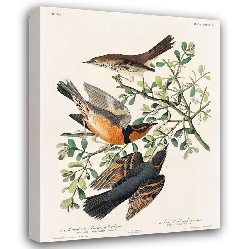 "Lark Manor", Audubon, John James, reproduction d'art sur toile tendue: Mocking, H 46 po x l 36 po
