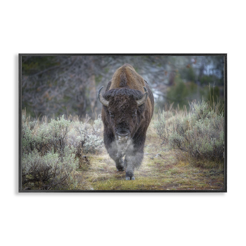 Bison Stepping, photographie, estampe numérique par Rick Berk, Giclée encadrée noir minuit, H 16 po x l 24 po