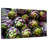 Yarlin Purple Artichokes-111831030