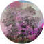 Forest Placemat-69604098