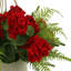 UV Protected Geranium And Fern In A Hanging  Pot