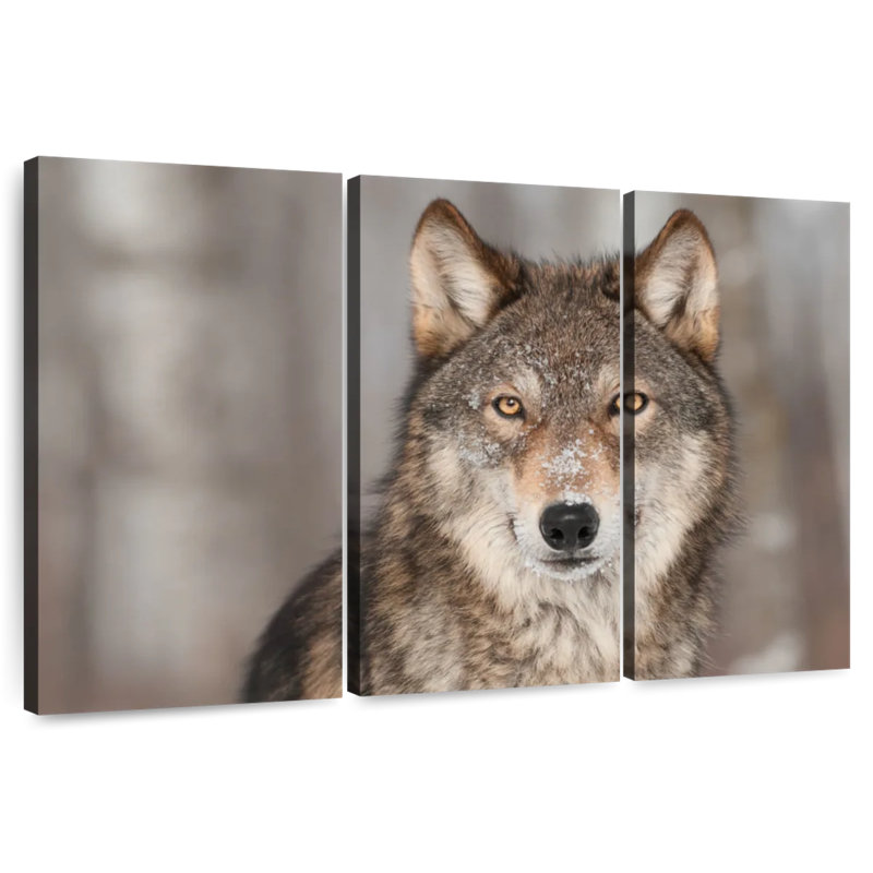 Gray Wolf Stare, 24" H x 38" W