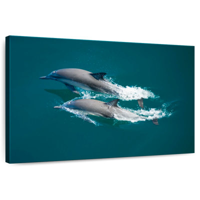 Sea Of Cortes Dolphins