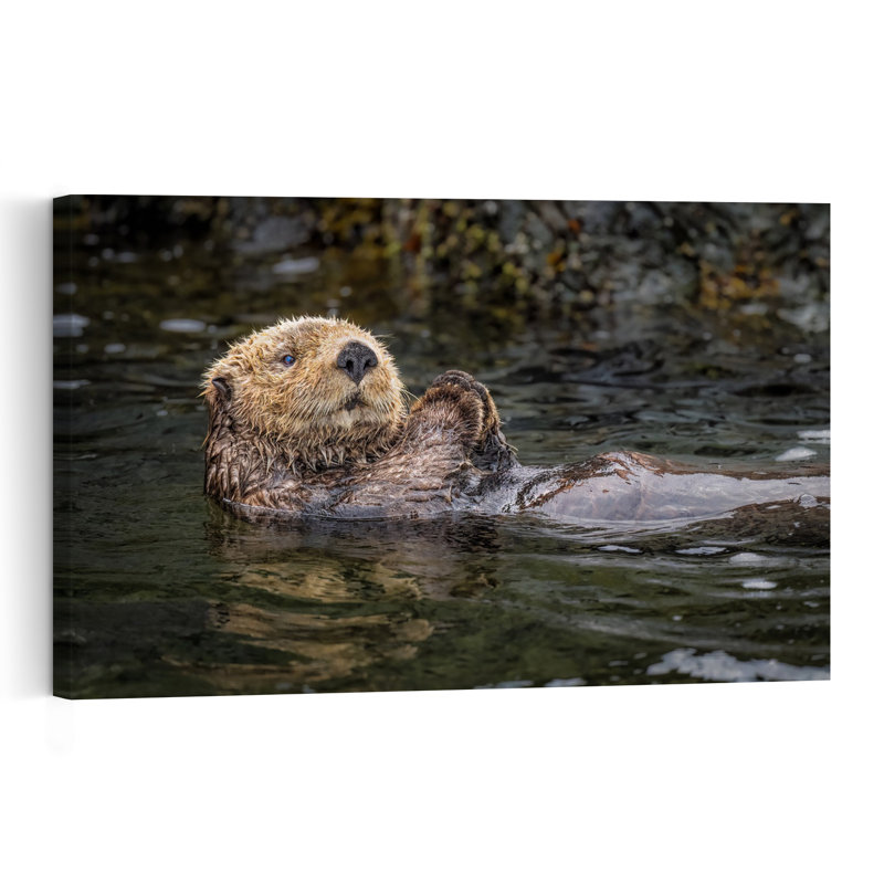 Floating Sea Otter Contemporary Wall Art Print by Jeffrey C. Sink - 1 Piece Wrapped Canvas Wall Art, 30.48cm H x 45.72cm W