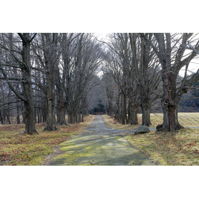 Tree Alley by Gmcoop