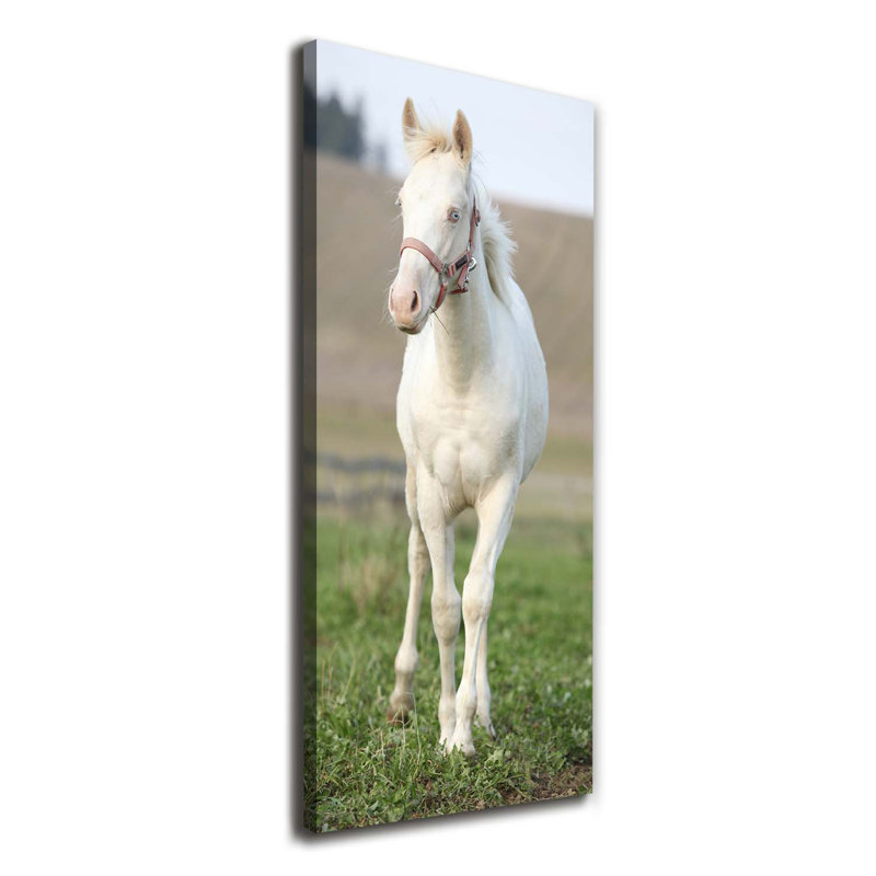 Albino Horse - Wrapped Canvas Print