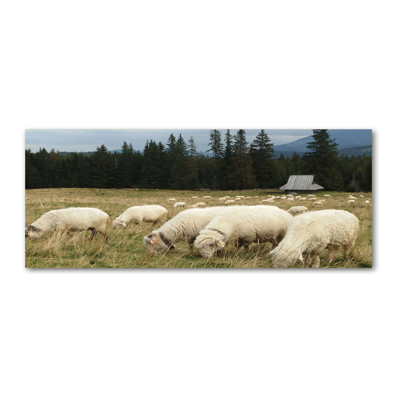 Sheep Grazing - No Frame Print on Canvas