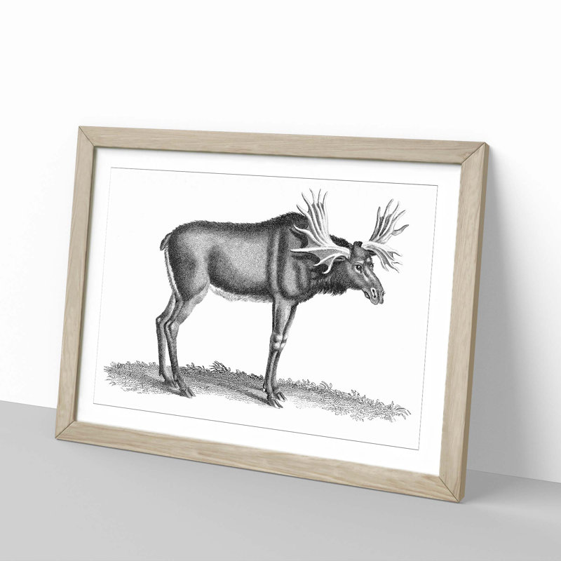 An Elk In Black And White by George Shaw - Single Picture Frame Print, 45cm H x 63cm W x 2cm D, Oak Framed