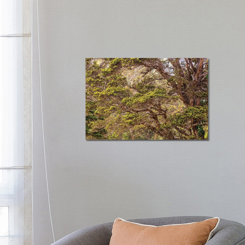 Hakalau Forest National Wildlife Refuge, Big Island, Hawaii 1 Piece Wall Art on Canvas, 66.04 cm H x 45.72 cm W x 3.175 cm D