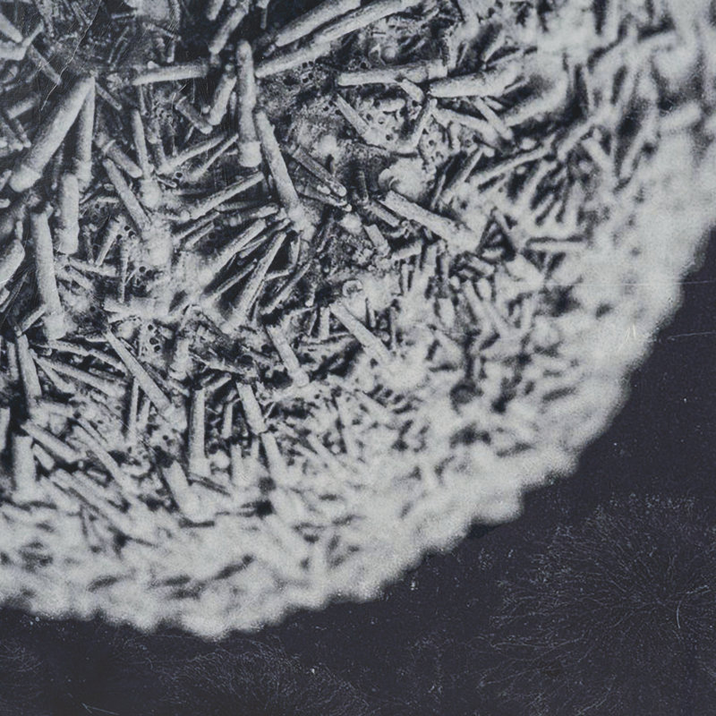 «Melorse Still Life II» par Nathan Larson, reproduction d'art encadrée à la main mat sous verre, Oursin nature morte IV