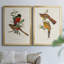 Toile encadrée de qualité supérieure Elegant Trogons I - prête à être accrochée-640088089-640088090