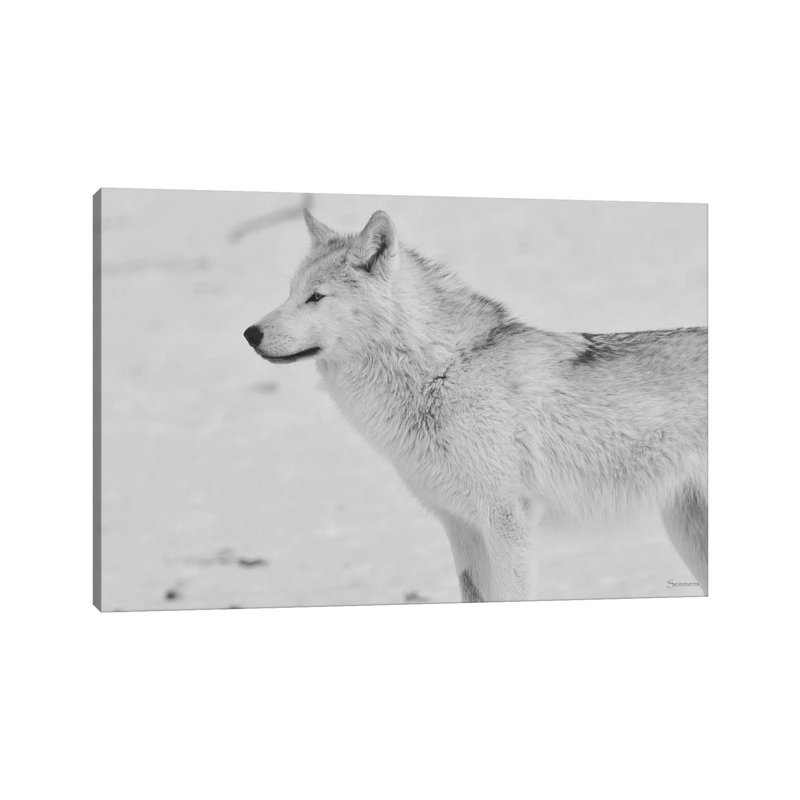 White Wolf by Gordon Semmens - Wrapped Canvas Print, 66.04 cm H x 45.72 cm W x 3.175 cm D
