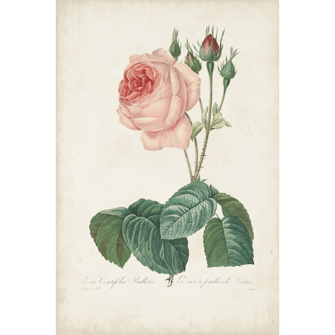 Leinwandbild Vintage Redoute Roses I