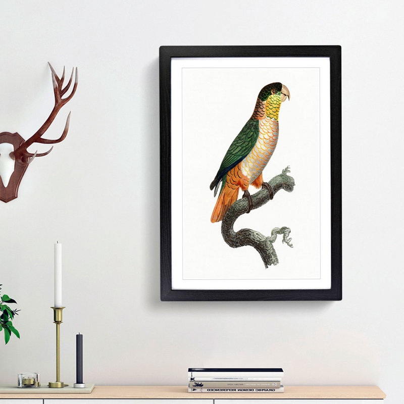 Black-Headed Parrot by F. Levaillant - Picture Frame Art Print, 48cm H x 36cm W x 2cm D, Black Framed