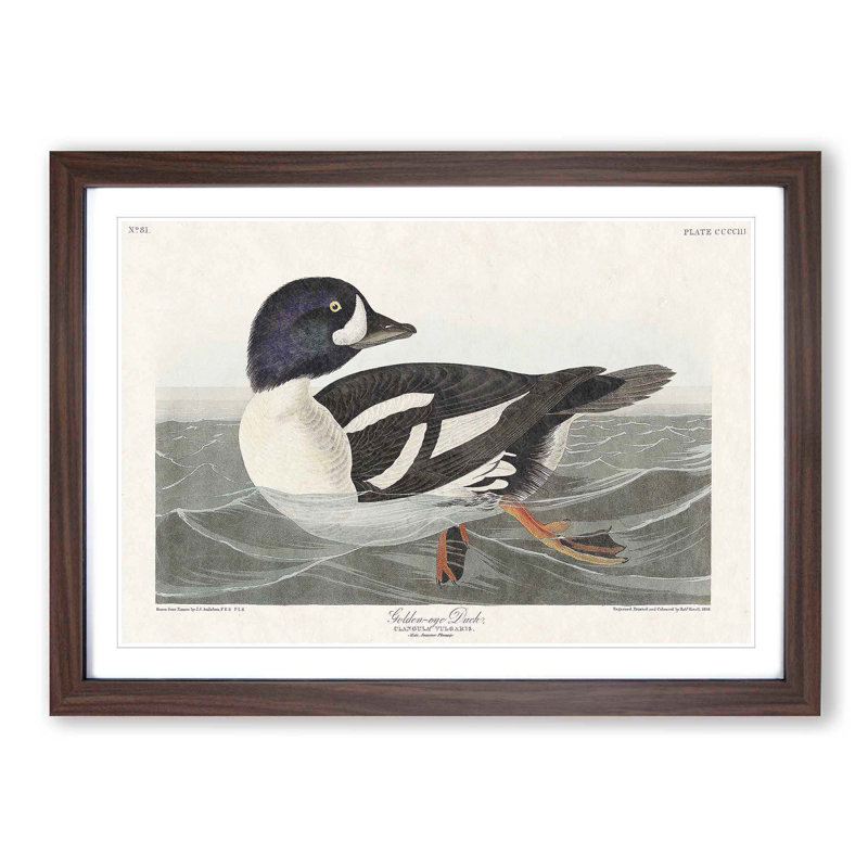 Golden-Eye Duck by John James Audubon - Picture Frame Art Print, Walnut Framed, 27cm H x 36cm W x 2cm D