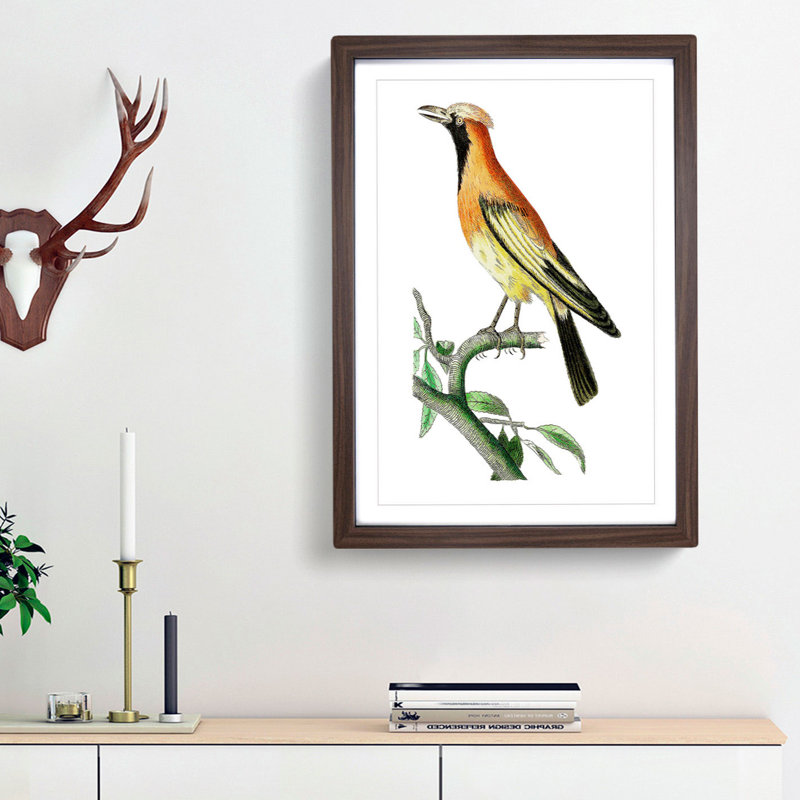 Orange Paradise Bird by George Shaw - Picture Frame Painting Print, 48cm H x 36cm W x 2cm D, Walnut Framed