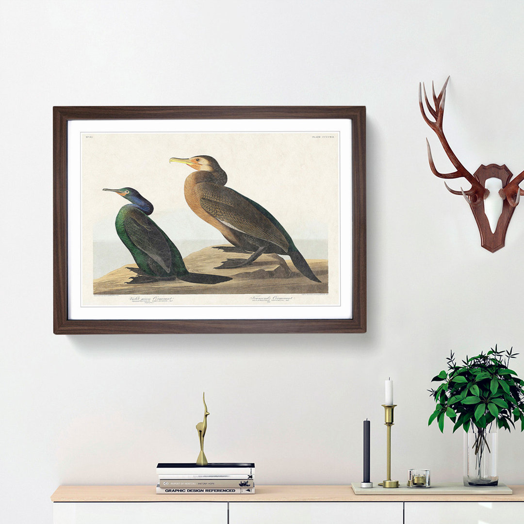Cormorant Birds by John James Audubon - Picture Frame Painting Print
