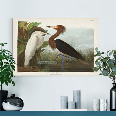 « Pl 256 Purple Heron », reproduction d’art sur toile tendue