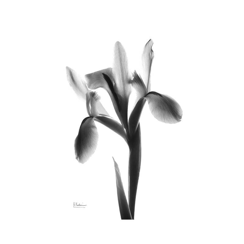 Midnight Le Fleur by Albert Koetsier - Wrapped Canvas Print, 20.32 cm H x 30.48 cm W