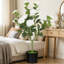65 cm H Faux Plant in Cement Freestanding  Planter-408558953