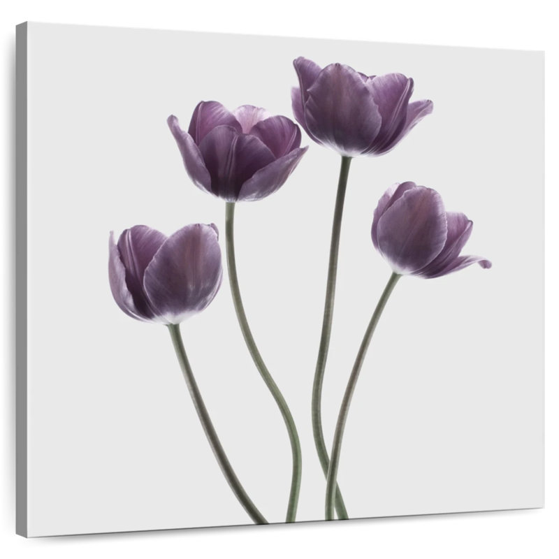 Harnek tulipes mauves