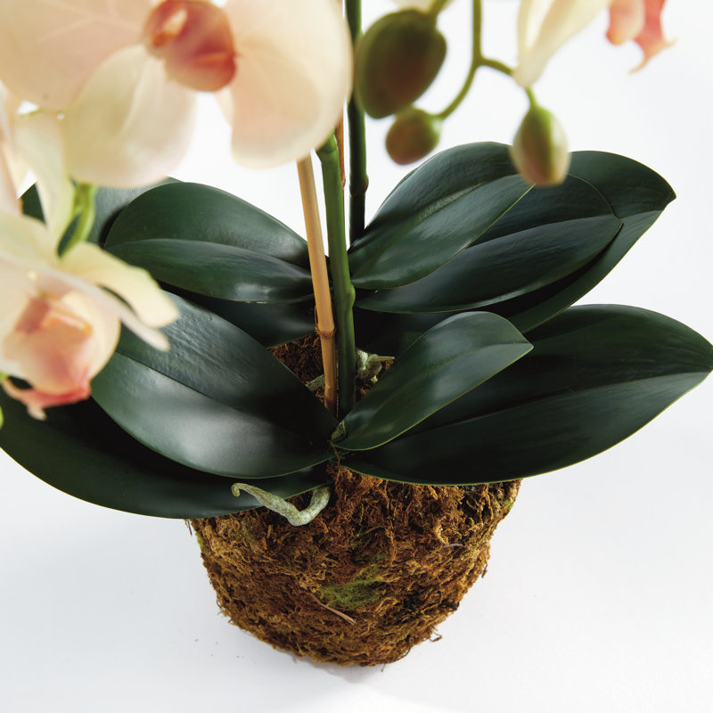 Stiles Handmade Light Pink Orchid with Root Ball