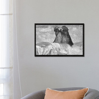 Northern Elephant Seal Bulls Fighting In Surf, Piedras Blancas, California by Tim Fitzharris - Floater Frame Gallery-Wrapped Canvas Giclée on Canvas