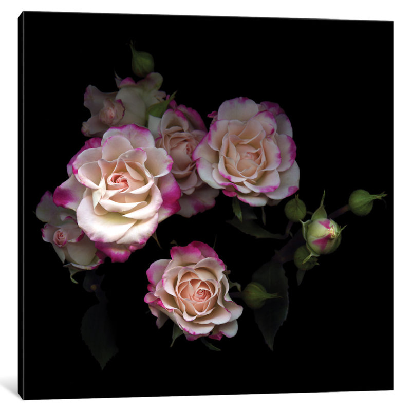 « the little beauties », reproduction de photo sur toile tendue, H 37 po x l 37 po x P 1,5 po, Toile tendue, Pas de tapis