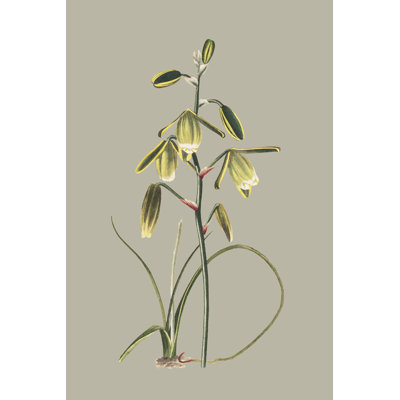 Botanical Cabinet IX by E. W. Cooke - No Frame Painting on Canvas