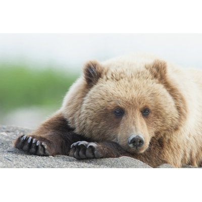 Bear Life IV by PHBurchett - Wrapped Canvas Print