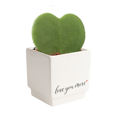 Costa Farms Indoor Hoya Sweetheat Succulents House Plant in 2.5-inch Décor Pot