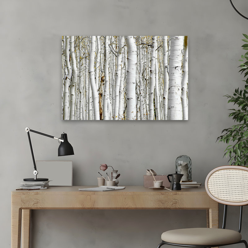 Bouleau - paysages, photographie, arbres, art, H 16 po x l 24 po