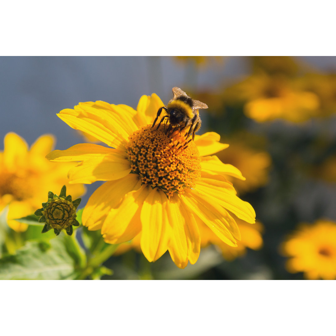 Biene bestäubt Blume - Druck