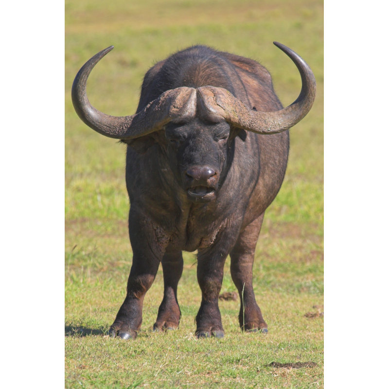 Cape Buffalo by NightOwlZA - Wrapped Canvas Print, 91cm H x 61cm W