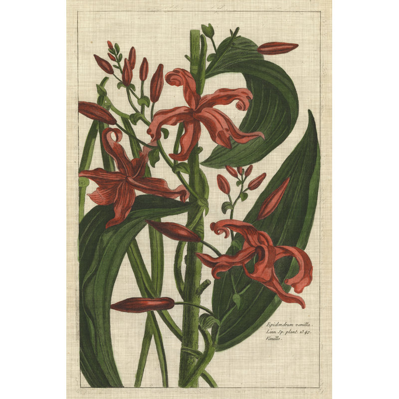 Botanical Study On Linen III by Vision Studio - Wrapped Canvas Painting, 46cm H x 30cm W
