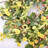 26" Spring Eucalyptus Daisy Berry Front Door Wreath