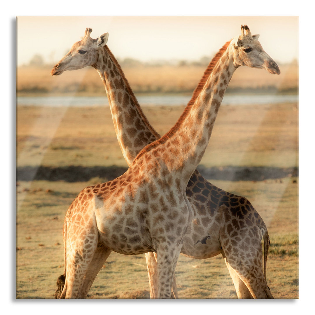 Ungerahmtes Foto auf Glas "Giraffe Couple"