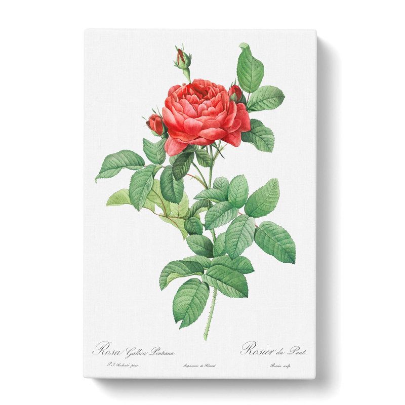 Gallic Roses by Pierre-Joseph Redoute - Wrapped Canvas, 50cm H x 35cm W x 3cm D