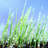 Green Grass Background by Alubalish - Wrapped Canvas Print-1641207955