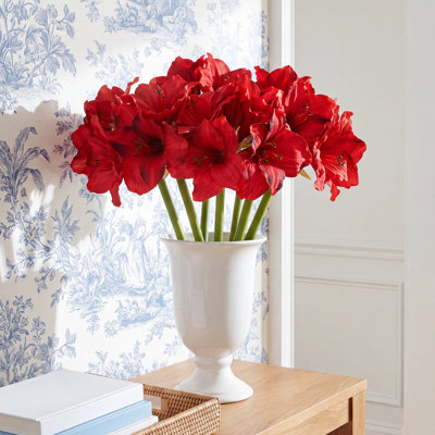 Tige d'amaryllis